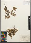 Foto von Salix retusa L.